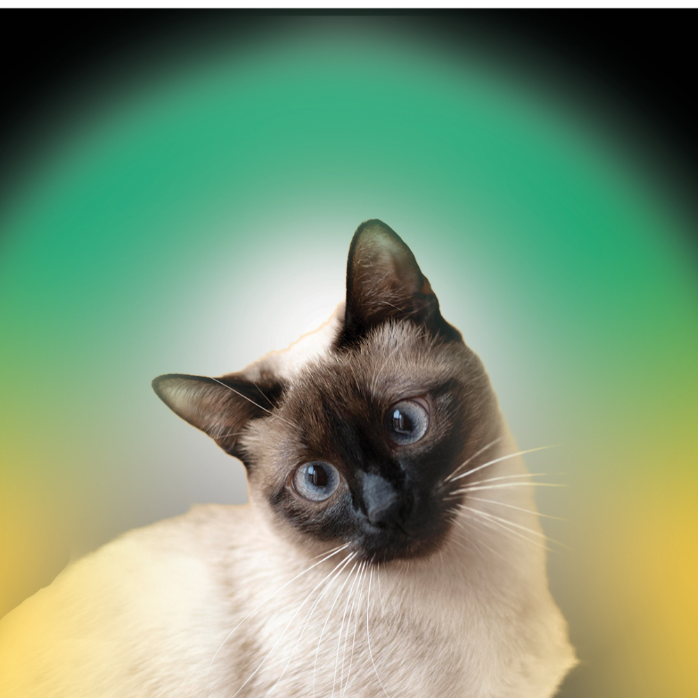 The Elusive Aura of Cats: A Feline Energy Mystery Unraveled