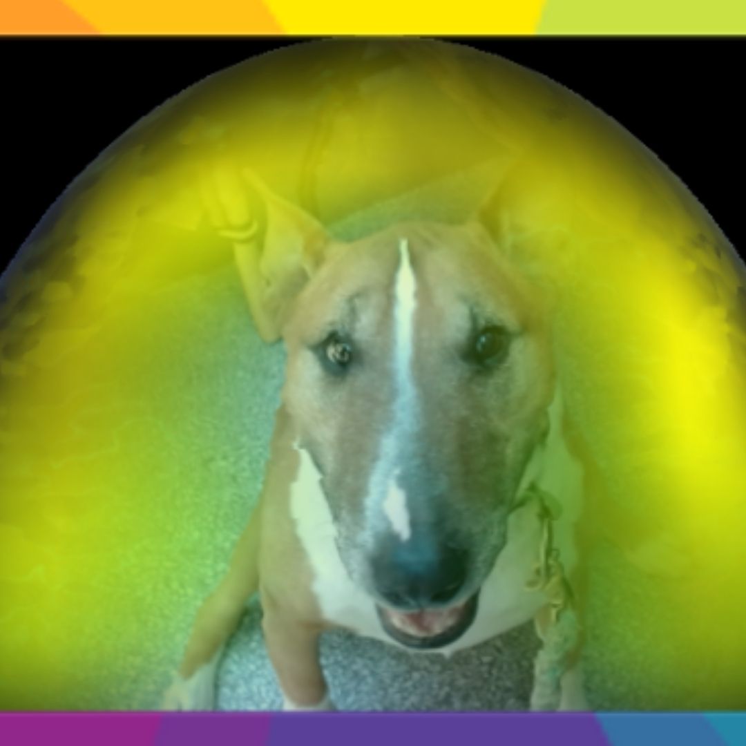 Pet Aura Sessions at Auratherapy: Your dog's aura is beautiful