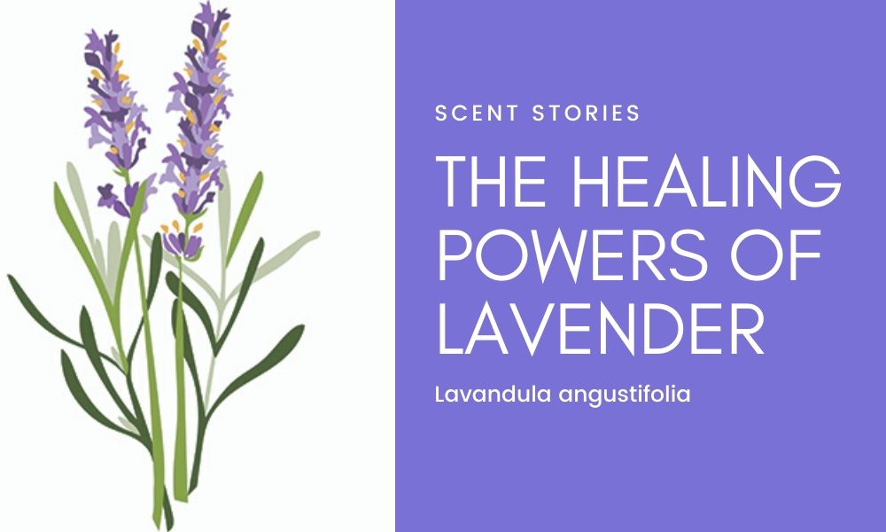 The Healing Power of Lavender