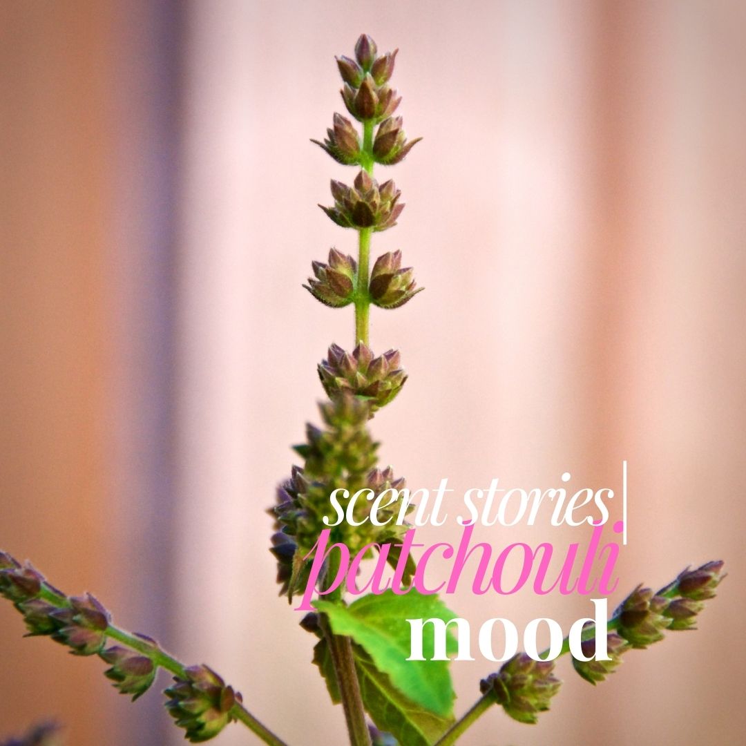 Patchouli Essential Oil – The Natural Way to Balance Your Mood and Create More Happiness