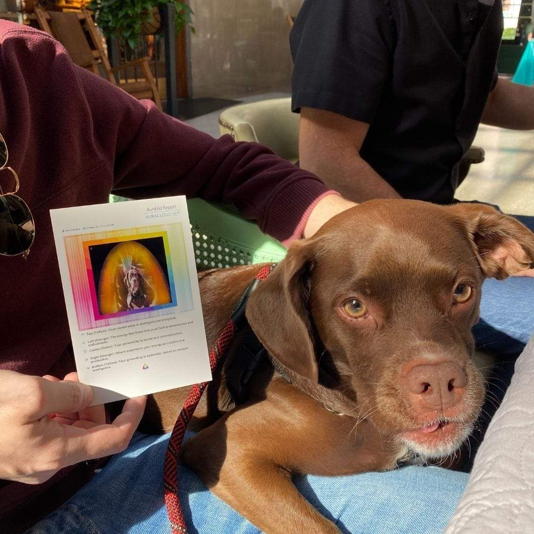 Pet Aura Reading